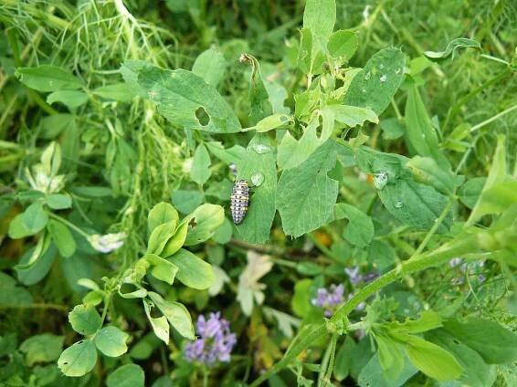 Možnosti ochrany proti klopuškám z čeledi Miridae u semenných porostů vojtěšky seté - Články - Agromanuál.cz