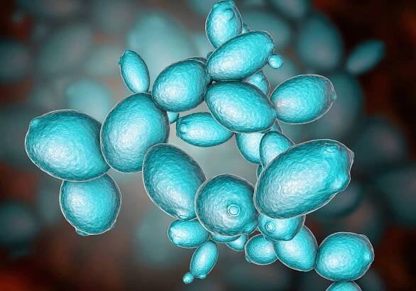 Scientists learn that caffeine could slow cellular aging under the right conditions