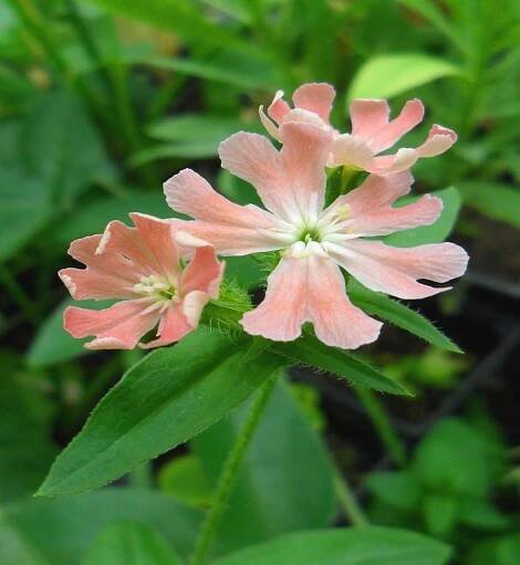 Catchfly – a neglected garden flower. – The Garden News Journal