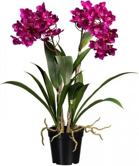 Dendrobie fialová v květináči, 61cm