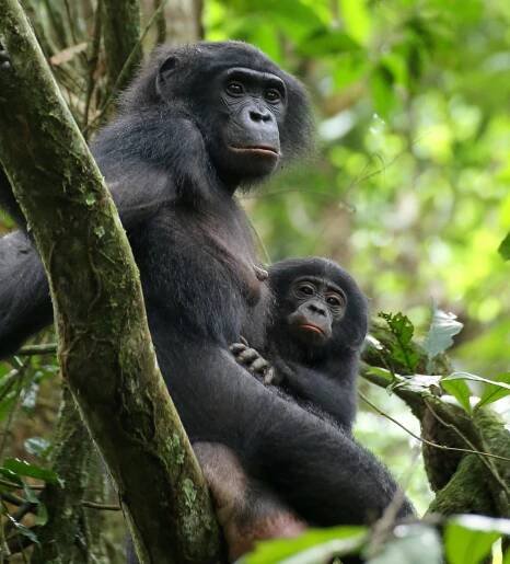 In the Bonobo World, Female Camaraderie Prevails