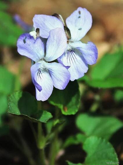 Violka Rivinova (Viola riviniana)