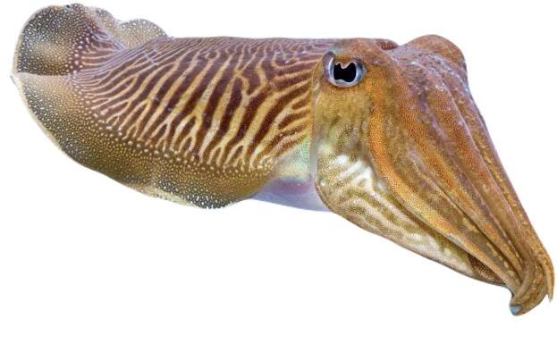 cuttlefish on Tumblr
