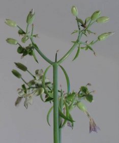 Soubor:Bryophyllum daigremontianum nahaufnahme3.jpg