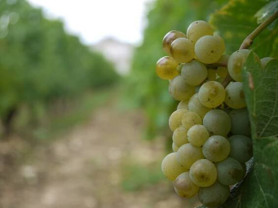 Sauvignon Blanc before 2015 harvest - Domaine Masson-Blondelet