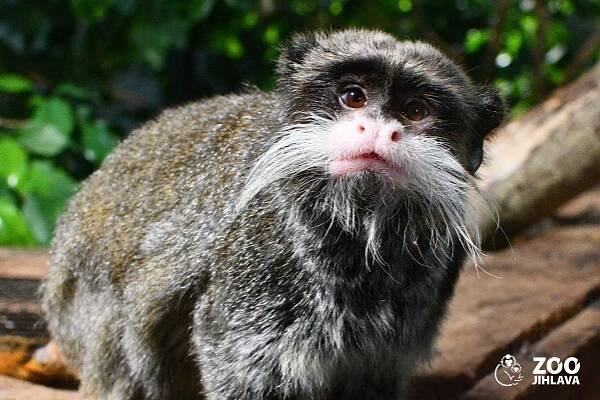 tamarín vousatý šedavý - Zoo Jihlava