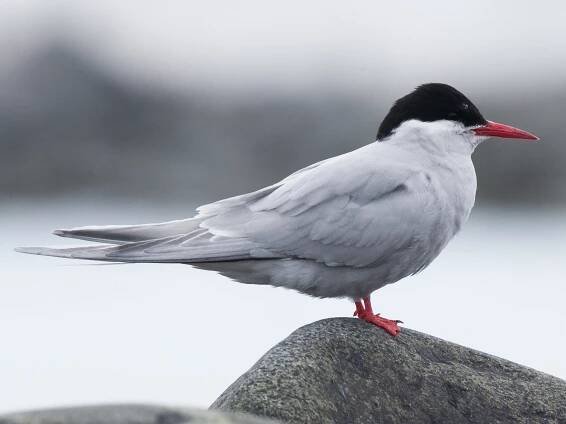 Breeding adult - ML110146061