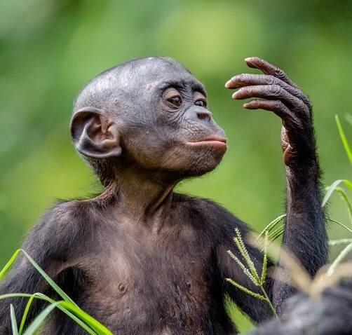 Bonobo (Pan paniscus) - Chimpanzé-pigmeu - Biologia - InfoEscola