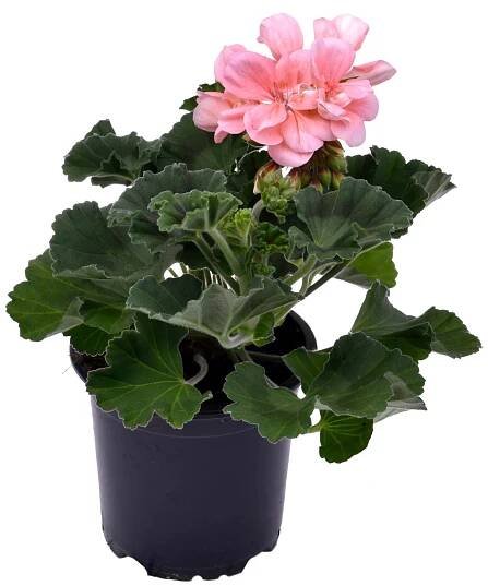 Muškát vzpřímený - Pelargonie páskatá (Pelargonium zonale) cca 11 cm