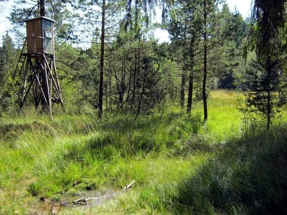 Hochmoor Todtenau, © Tourist-Information Kirchberg im Wald