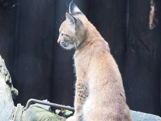 Křtiny rysích mláďat - ZOO Liberec