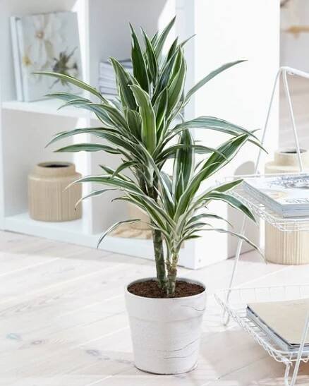dracena vypadá všude hezky
