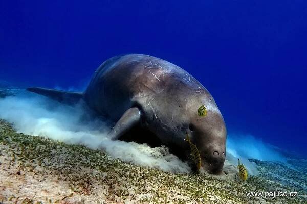 EGYPT - podzim 2012 - DUGONG! - PAJUSE.CZ