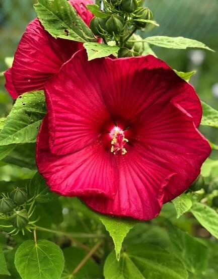 How to Grow and Care for Swamp rose mallow 'Luna Red'