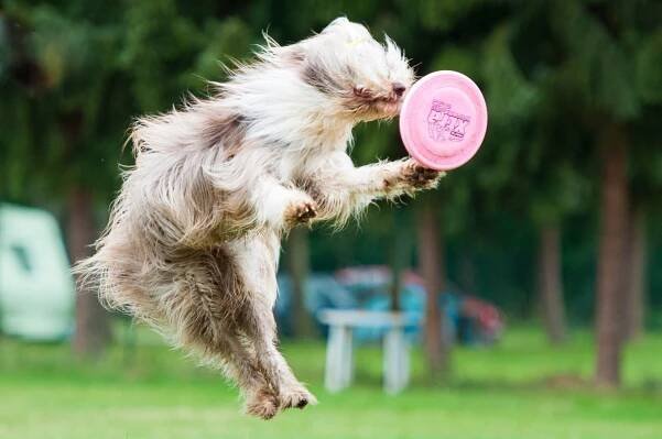 Frisbee fotky | 