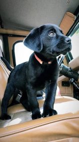 Beautiful handcrafted accessories and jewellery available for labrador moms and labrador dads at PawsPassion.com! Represent your lab puppy with our amazing merchandise! #labrador #jewellery #accessories #puppies #dogs Black Labrador Puppy, Labrador Puppies, Yellow Labrador, Pitbull Puppy, Rottweiler Dog, Black Labs Dogs