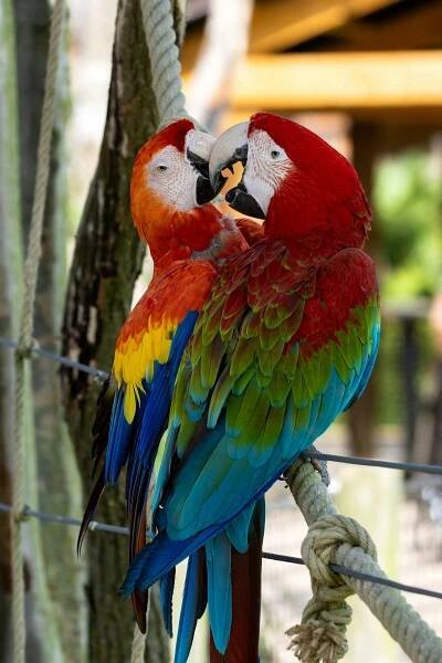 bezplatná Dva zářiví ara sedící na laně v prostředí zoo a zobrazující barevné peří. Základová fotografie