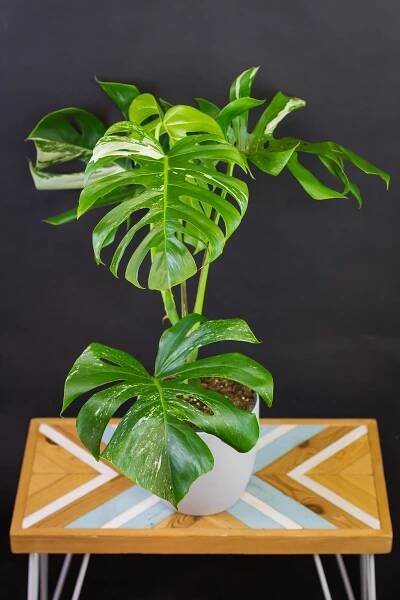 Monstera deliciosa ‘Variegata‘ (veľká - slabšie panašovanie)