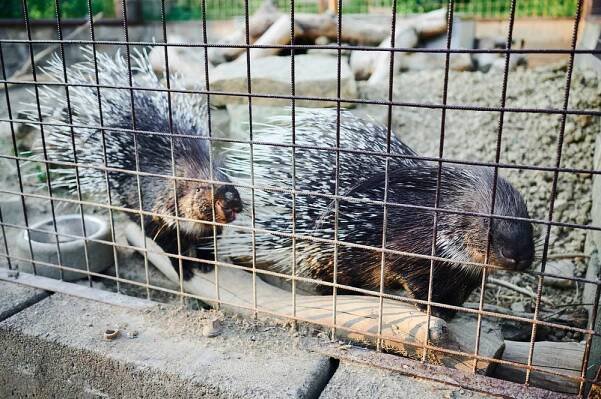 Galerie | Fotogalerie | Fauna park - dětský ráj, z.s - Valašské Meziříčí 