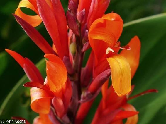 fotografický klíč k určování cévnatých rostlin :: BOTANICKÁ FOTOGALERIE