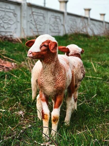 bezplatná Dvě mladé ovce stojící ve svěží zelené pastvině poblíž dekorativní betonové zdi. Základová fotografie