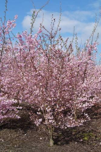 2034-Prunus incisa Cunera_04