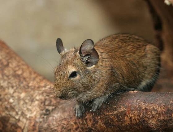 osmák degu