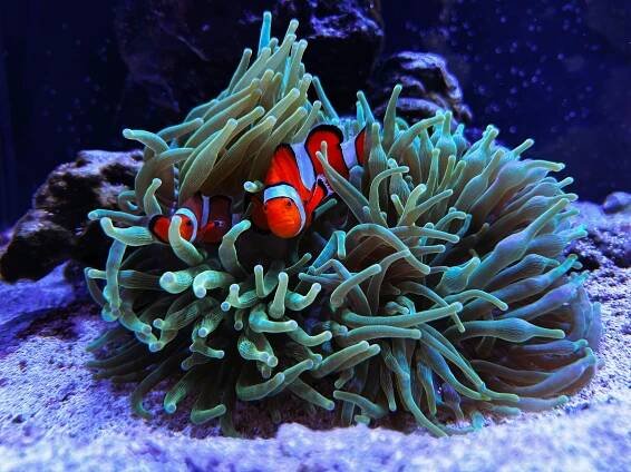 Základová fotografie na téma akvárium, amfiprion, amphiprioninae, anemonefish, barevné ryby, biodiverzity, clownfish, detail