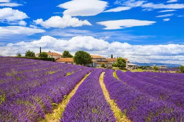 Feelds kvetoucí lavander, valensole, provence, Francie, Evropa — Stock obrázek