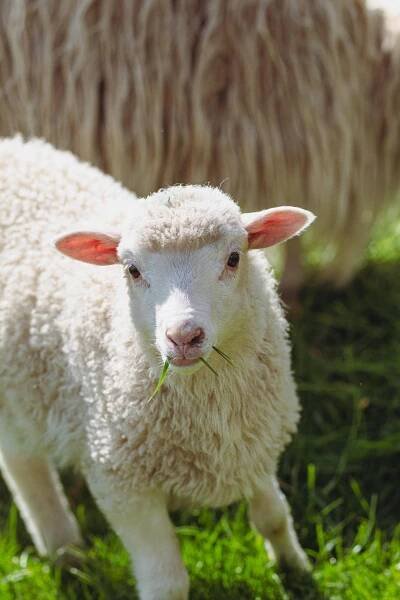 Sheep (2021)