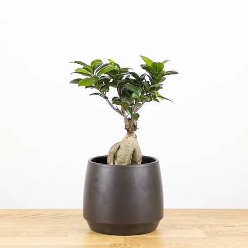 Ficus microcarpa Ginseng 'S'