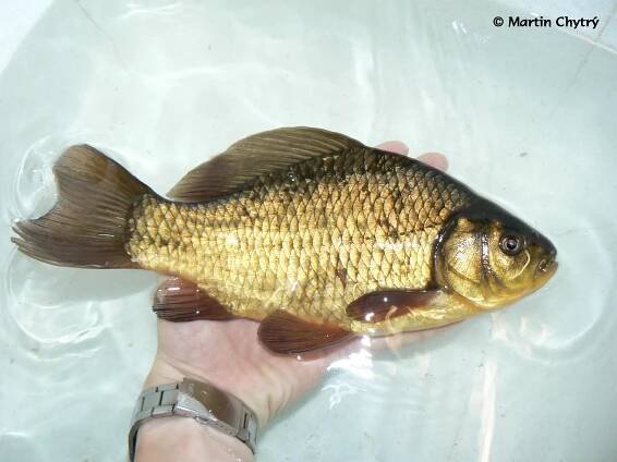 Obrázek - Carassius carassius (karas obecný) | BioLib.cz