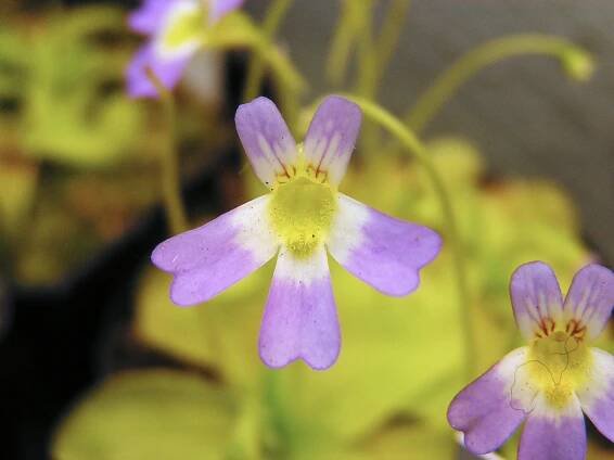 Pinguicula crystallina subsp. hirtiflora