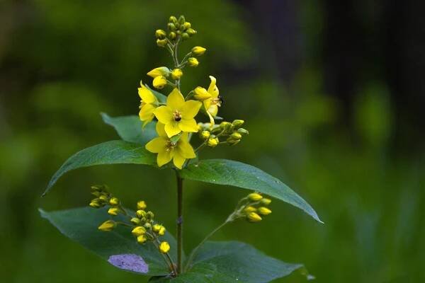 Vrbina obecná (Lysimachia vulgaris)