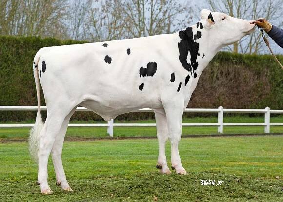 HF Breeders Club | Holstein Forum