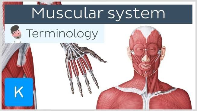 Muscular system - Anatomical terminology for healthcare professionals