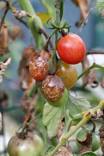 nemoci rajčat - pozdní plíseň nebo bramborová plíseň (napadá také brambory). tomato stricken phytophthora (phytophthora infestans) v zeleninové zahradě zblízka. - molice - stock snímky, obrázky a fotky