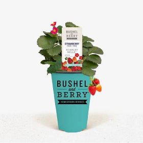 Bushel and Berry® Scarlet Belle Strawberry