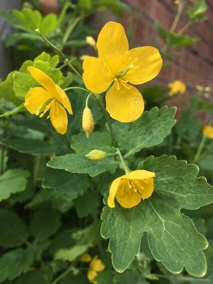   Chelidonium majus NS5766 3May22 JB  