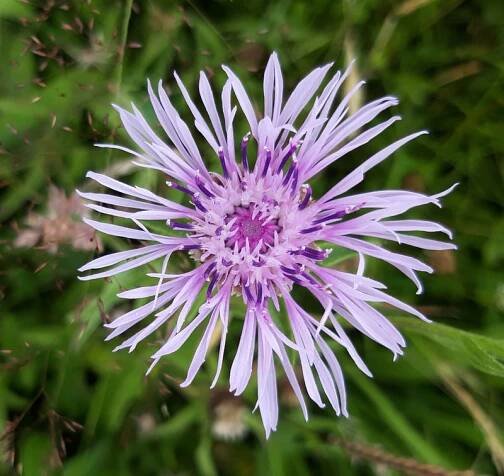 Gallery - HOGCHESTER MEADOWS