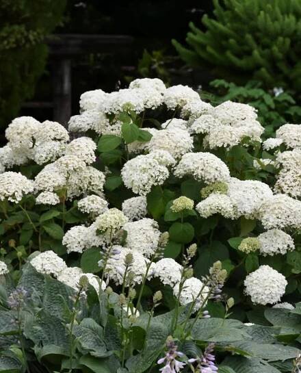 Hortenzie keříčková Annabelle VELKÉ KULOVITÉ KVĚTENSTVÍ sazenice o objemu 0,5 l Latinský název hydrangea arborescens