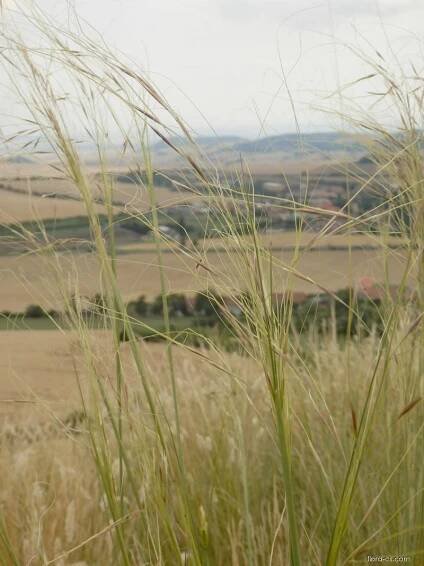 Kavyl vláskovitý (Stipa capillata)