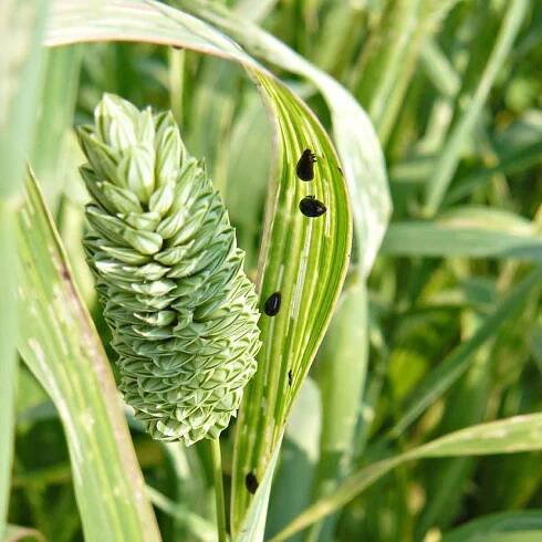 Kohoutci rodu Oulema v porostech lesknice kanárské a ochrana proti nim - Články - Agromanuál.cz