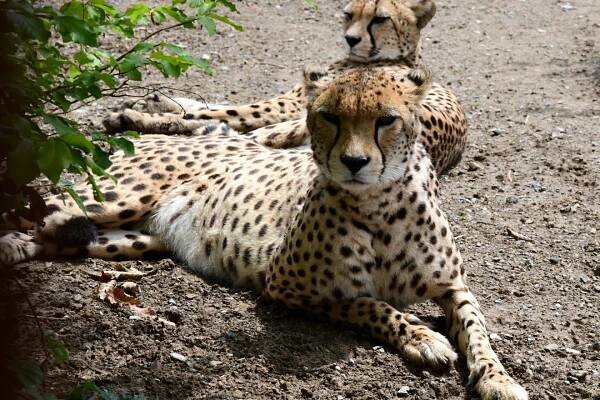 Gepardovi přijely do Zoo Olomouc dvě gepardí samice. Může zde tak opět začít chov krásné šelmy