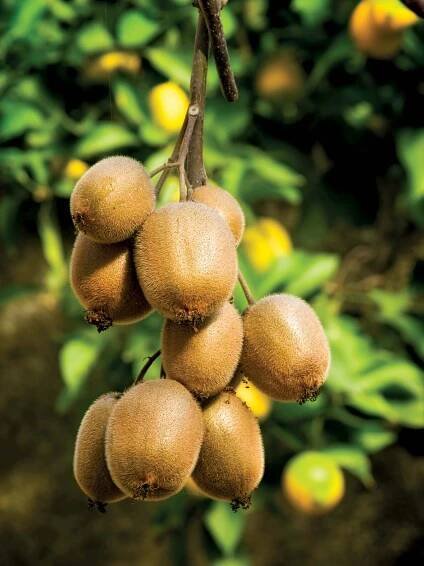 Actinidiaceae
