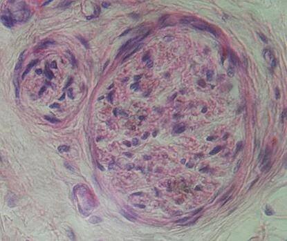 ORGANOLOGIE