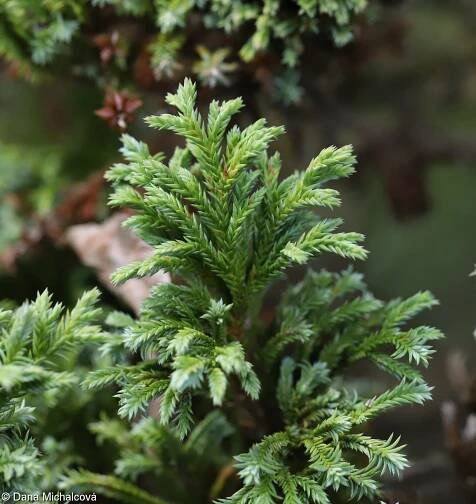 Chamaecyparis pisifera – cypřišek hrachonosný