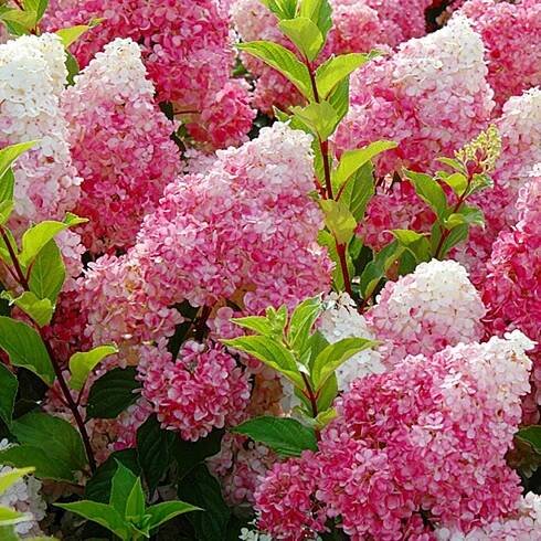 HYDRANGEA PANICULATA 'VANILLE FRAISE HORTENZIE BUK