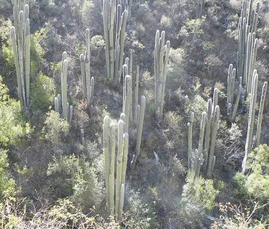 Cephalocereus senilis growing natively