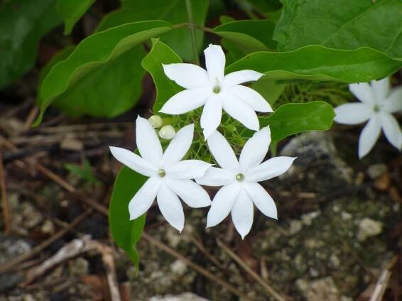 Jasminum elongatum